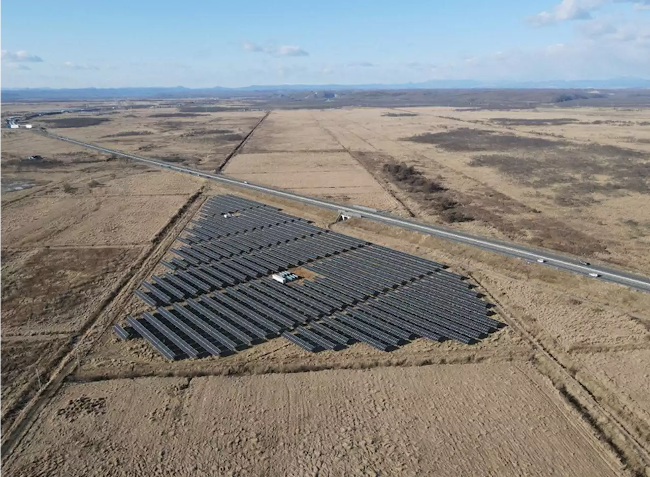 キタサンショウウオが絶滅の危機 背景に太陽光発電の建設ラッシュ - トピックス｜Infoseekニュース