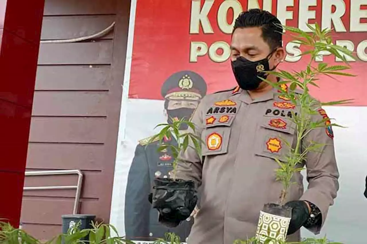 Peredaran Ganja di Kab Probolinggo Masih Ada, Setahun Amankan 12 Tersangka