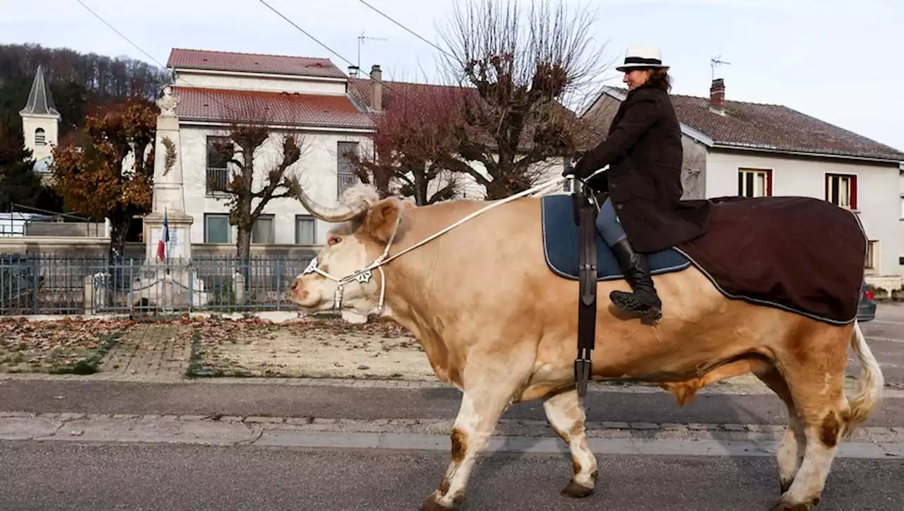 Aston, un taureau de plus d'une tonne se prend pour un cheval