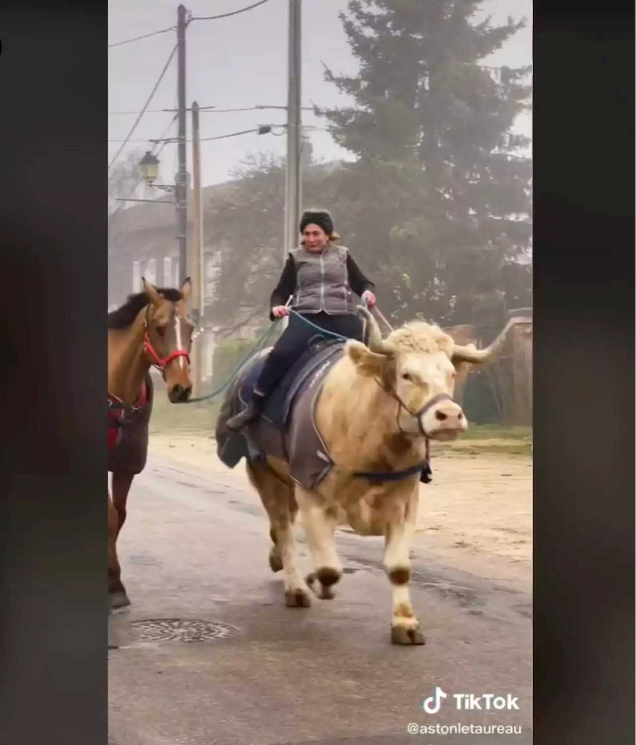 Aston, le taureau de la Meuse monté comme un cheval