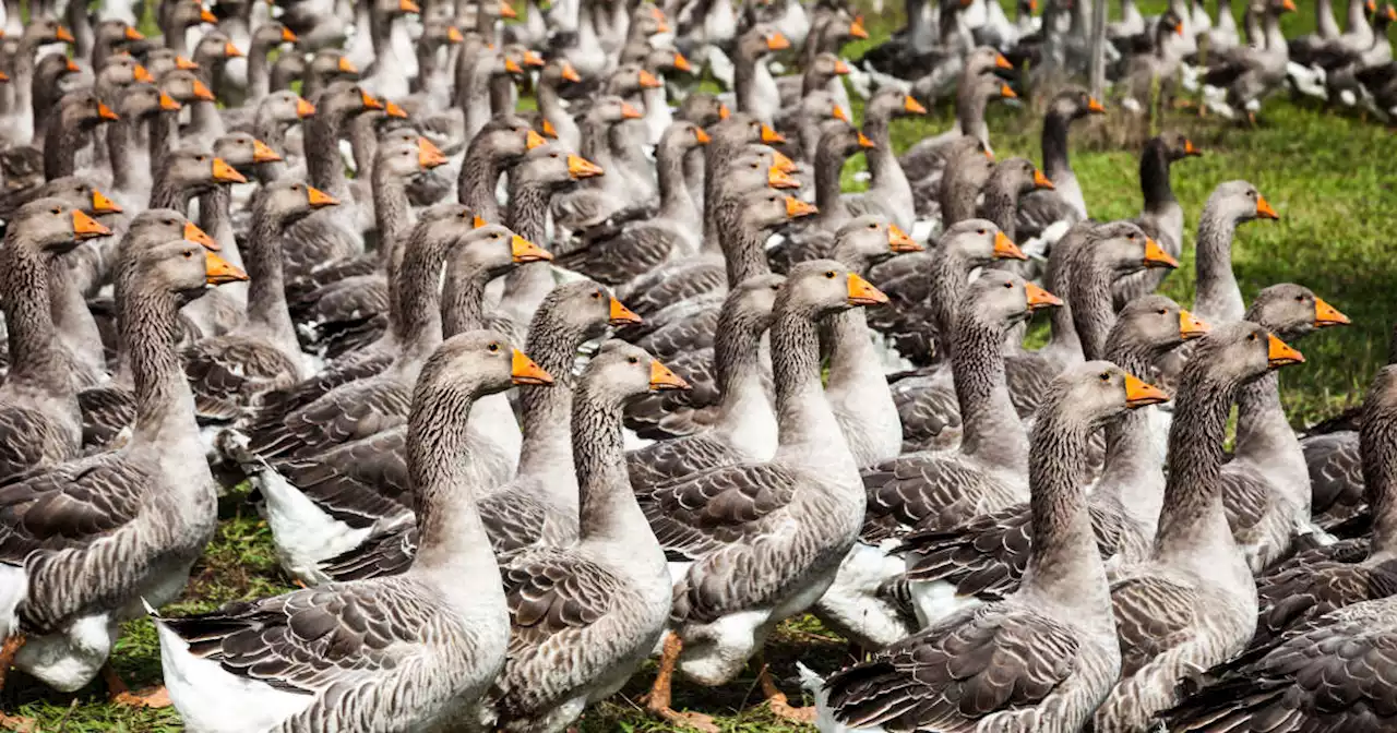 Grippe aviaire : 2 millions de volailles abattues en décembre, premières vaccinations à l’automne 2023