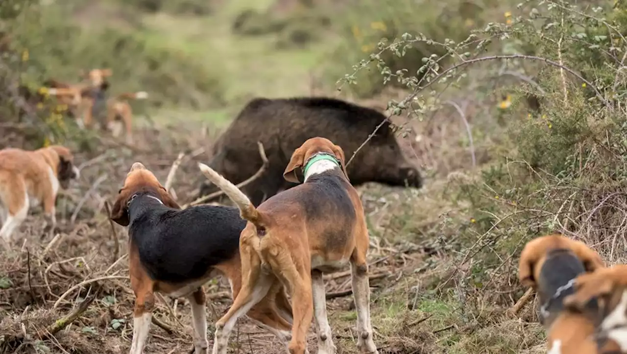 Maladie d'Aujeszky : quel est ce virus qui a tué 5 chiens de chasse ce week-end et comment le prevenir?