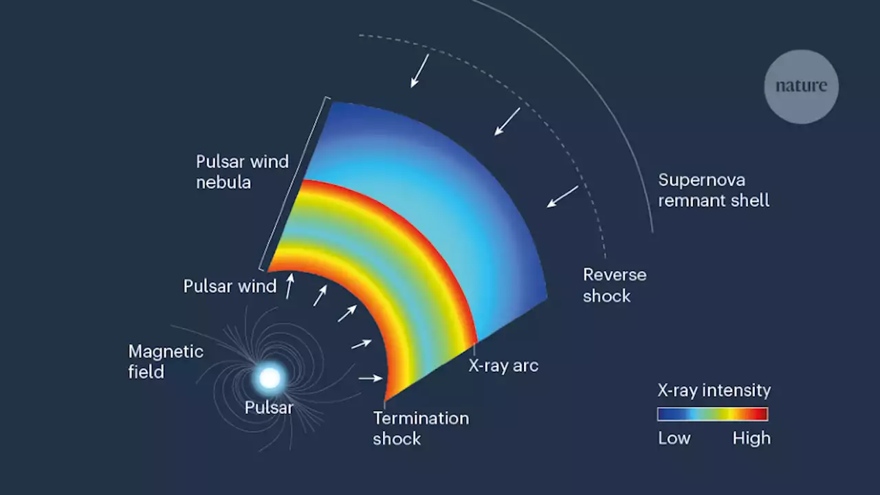 X-rays reveal the magnetic field lighting up a stellar graveyard