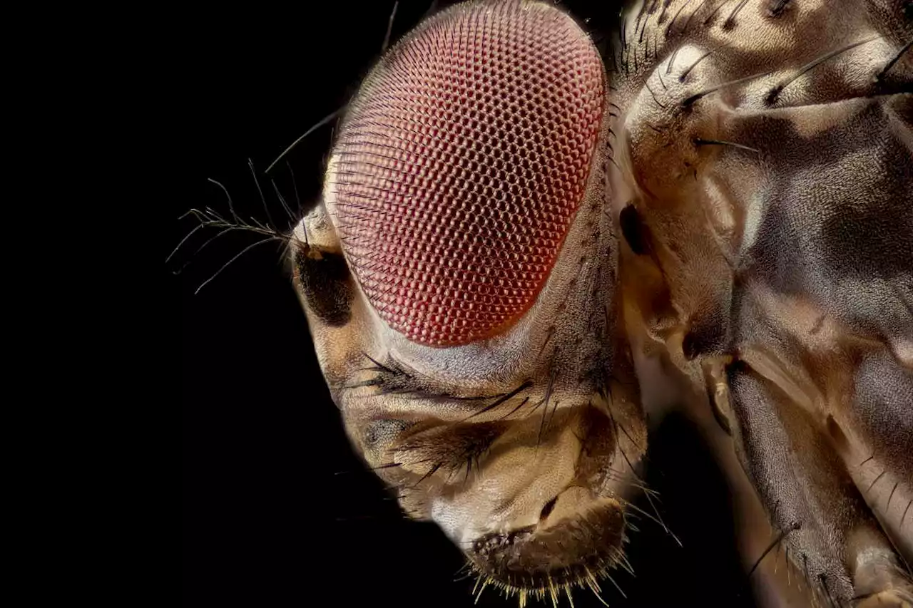 Male flies produce a chemical that makes females sleep in after mating