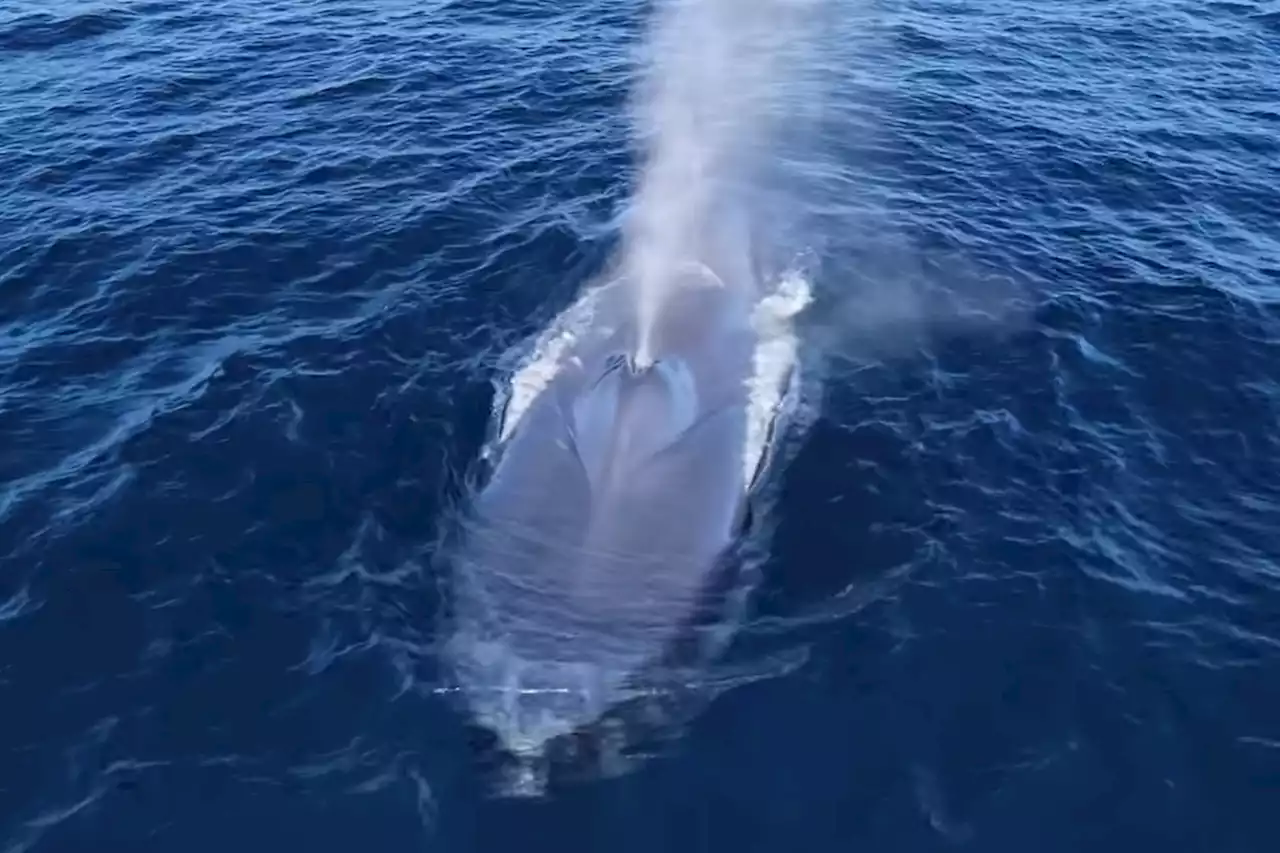 Rare 'December' blue whale appears far from where it should be