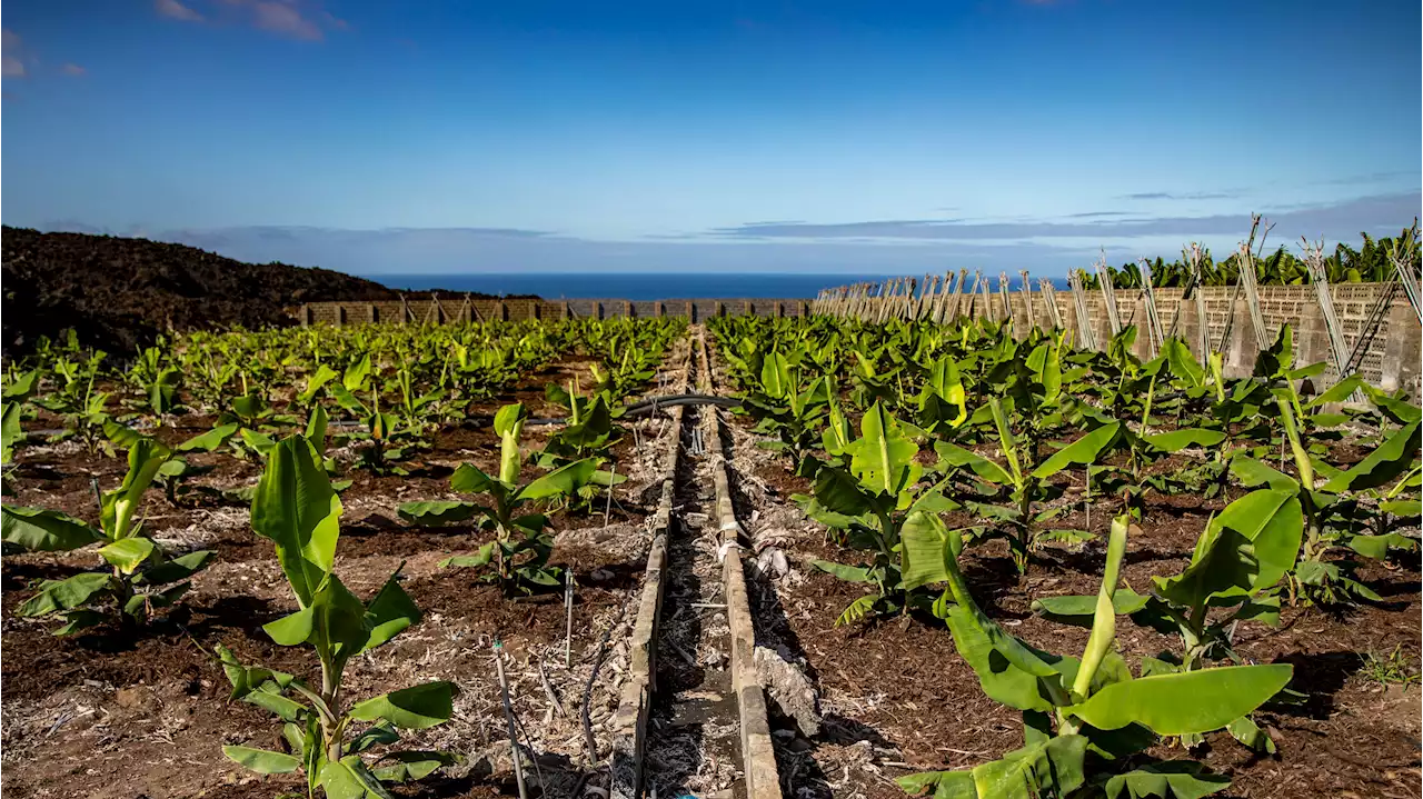 El terreno más caro para cultivar en Europa se encuentra en España