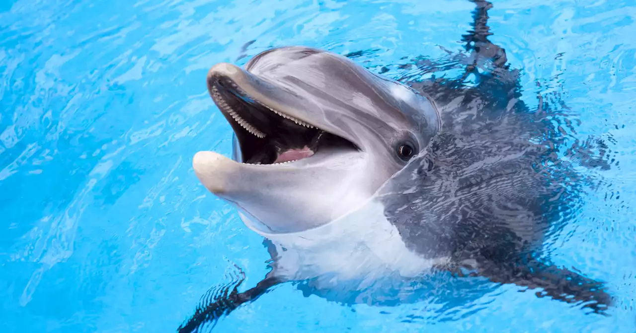 Dolphins show indicators of Alzheimer's disease in new study