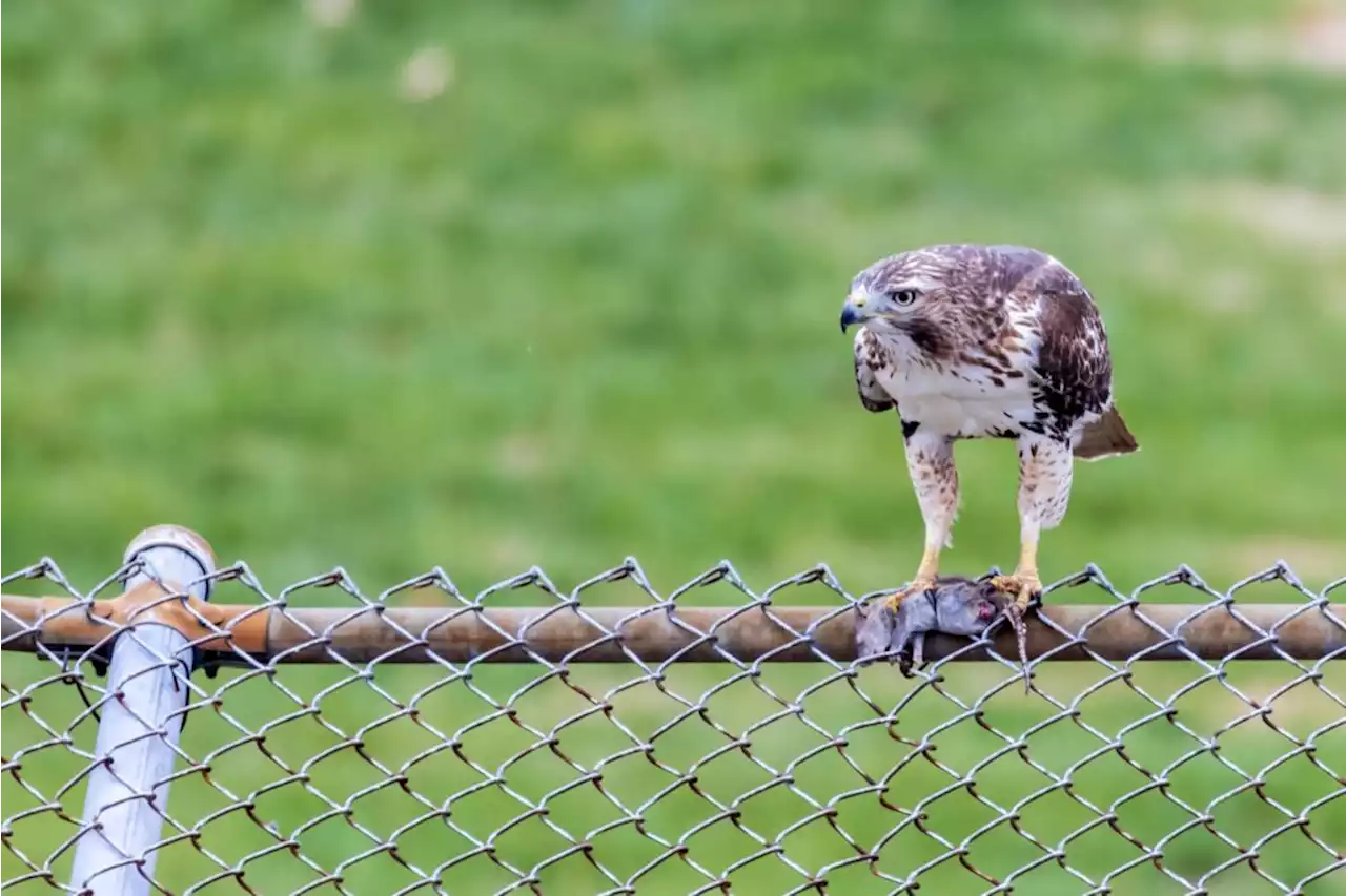 Today* in Hawks around Town - PoPville