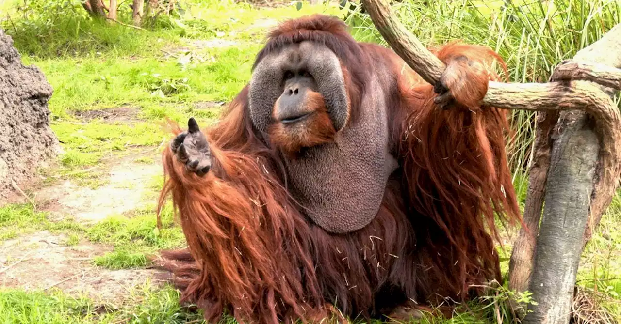 Rudi, oldest male orangutan in North America, dies at 45 in Houston