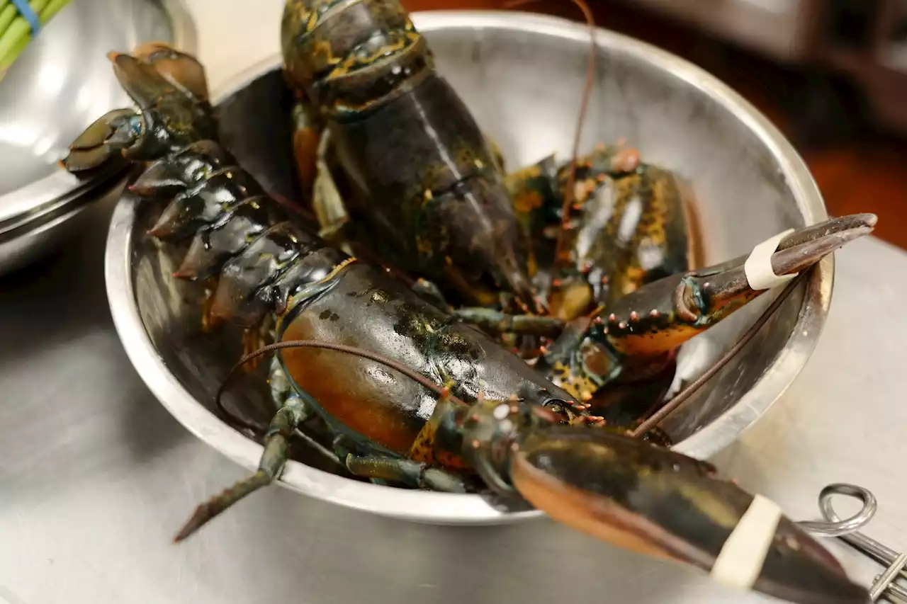 Rappel : des lots de homard américain surgelé retirés des rayons Lidl