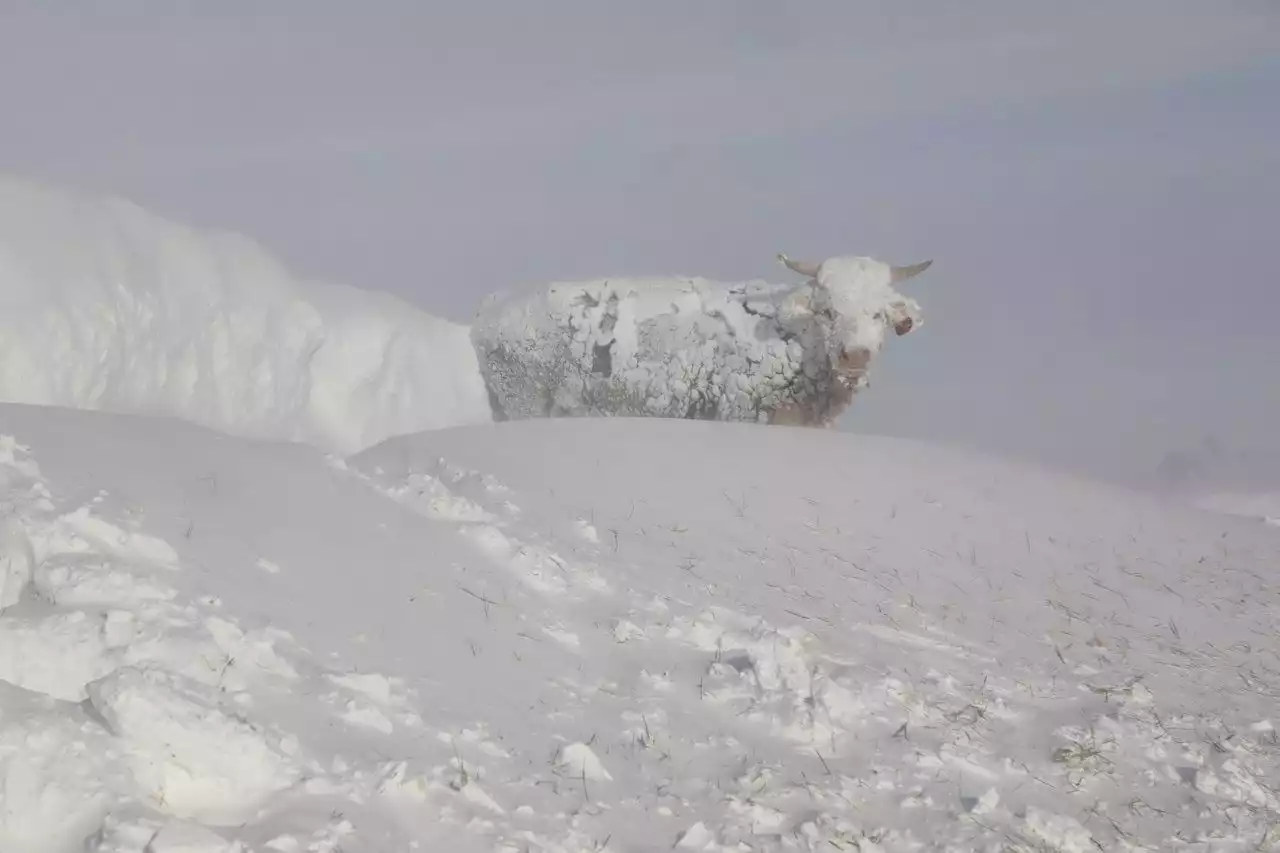 Rinder trotzen eisigem Schneesturm - Schweizer Bauer