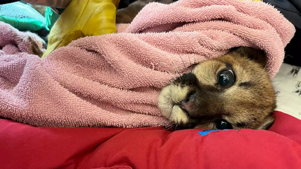 Prayers up for 'Holly': Mountain lion cub rescued in California gets new home, name for holidays