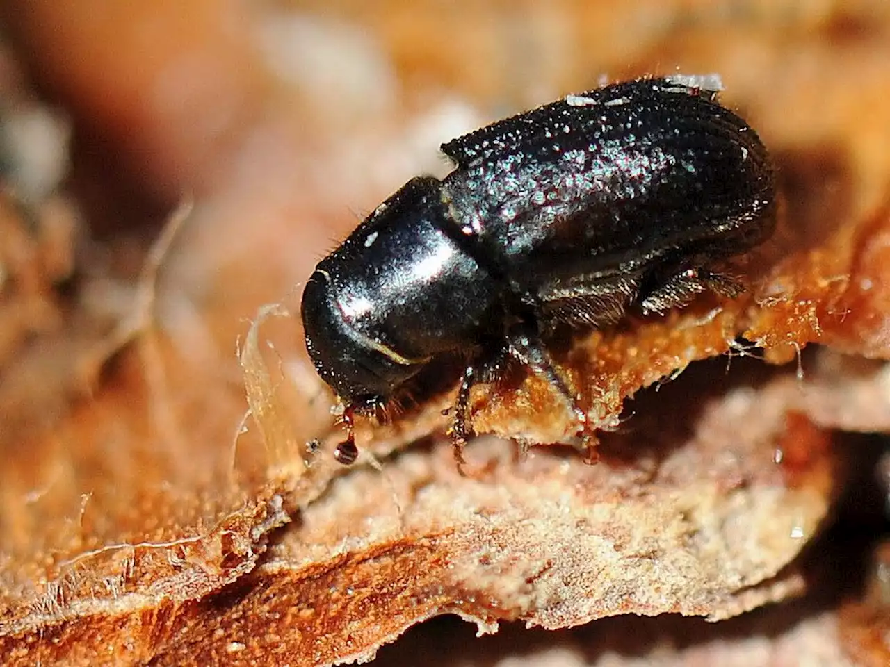 Scourge of mountain pine beetle continues to drop after series of cold Alberta winters