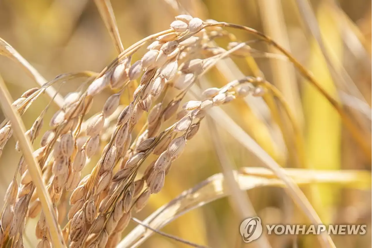 식량자급률 2027년까지 50% 이상으로…농지면적 150㏊ 유지 | 연합뉴스