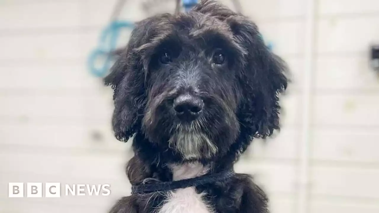 Derby puppy that survived parvovirus home for Christmas