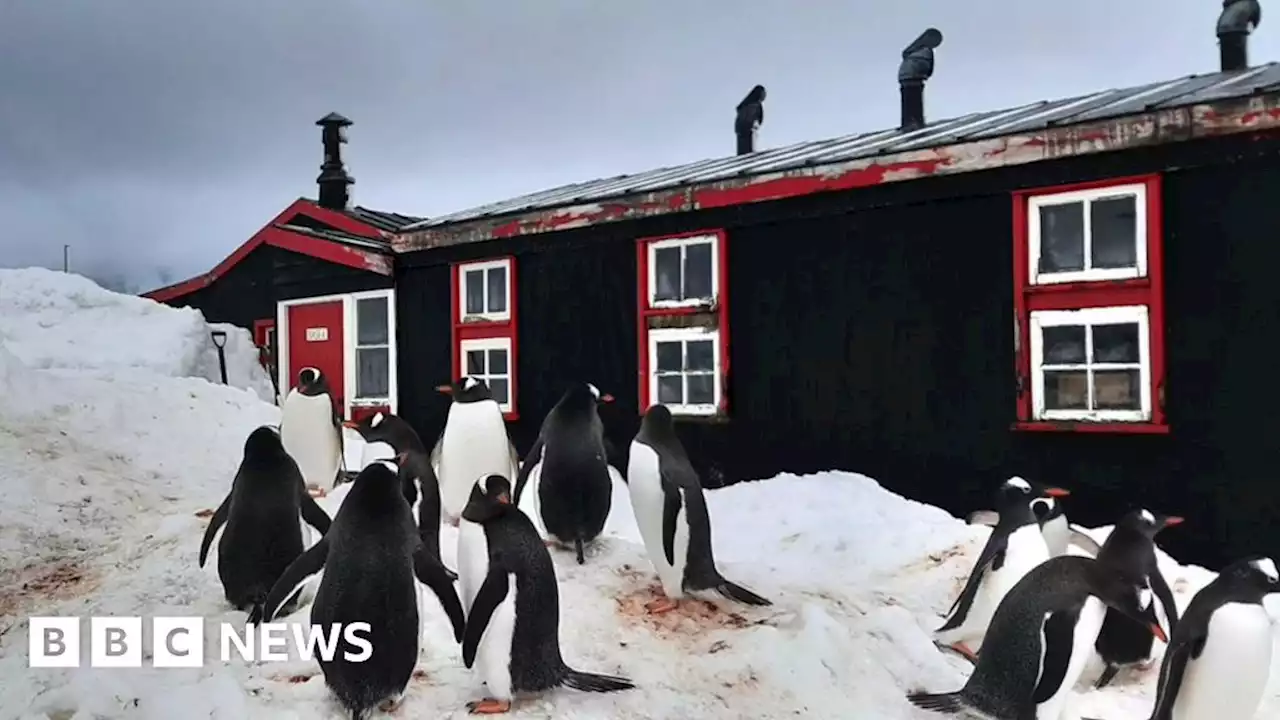 Antarctic post office: A home for Christmas among the penguins