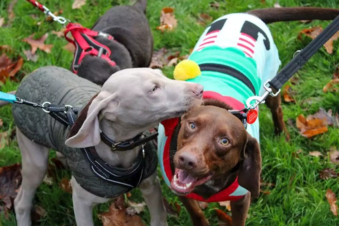 Preston puppy trainer raises funds for rescue charity with Santa Paws dog walk