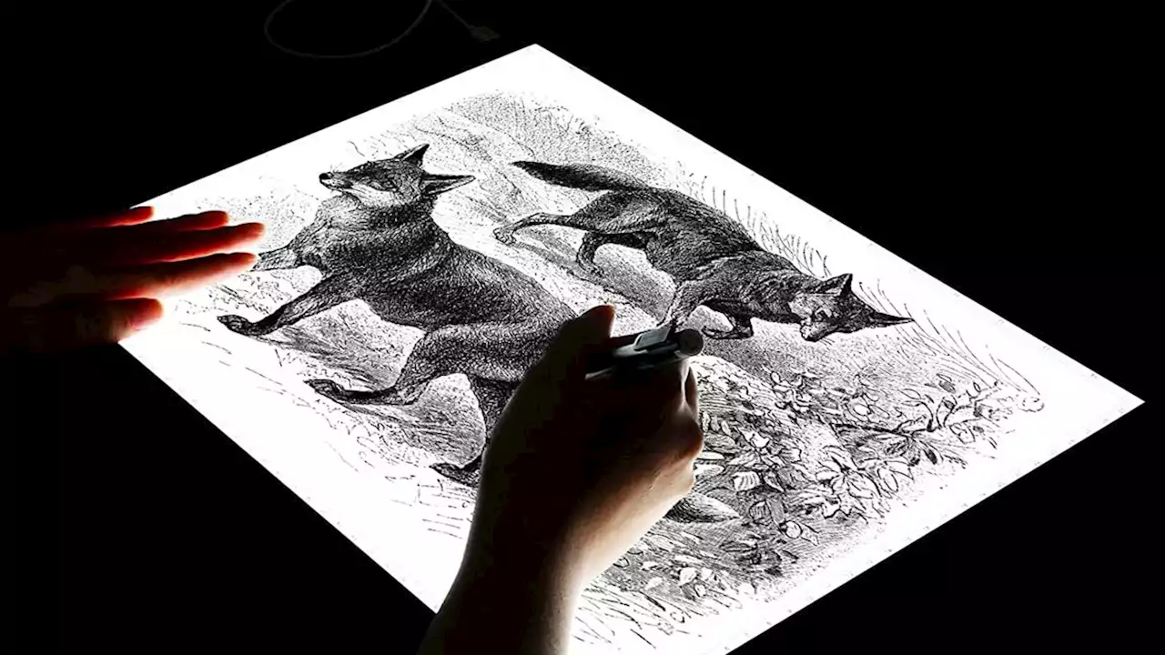 The best lightbox for tracing and drawing in 2022