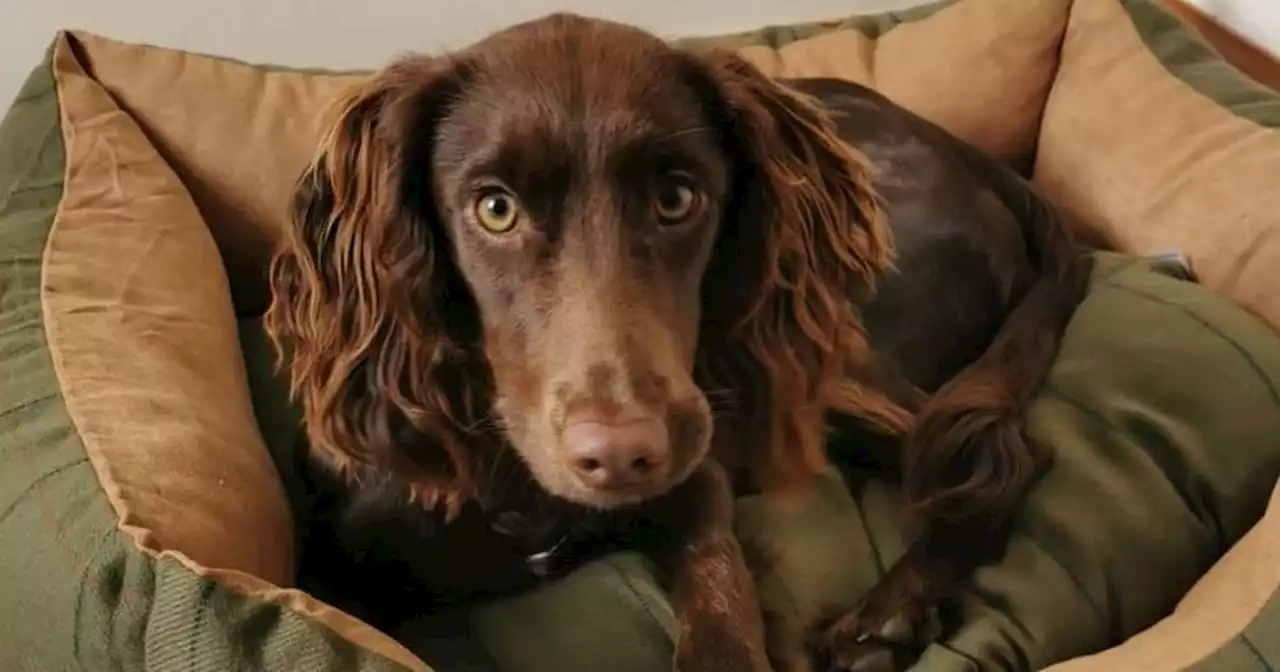 Scots family reunited with lost dog three days after it goes missing in Belfast