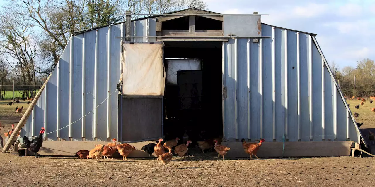 Grippe aviaire : la France à l'heure du vaccin pour secourir la filière de la volaille