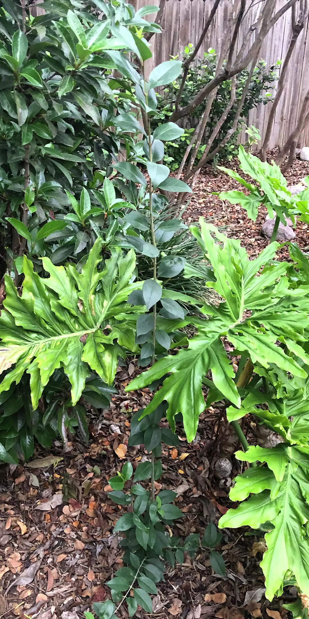 Here's what you need to know about Japanese privet and red mulberry