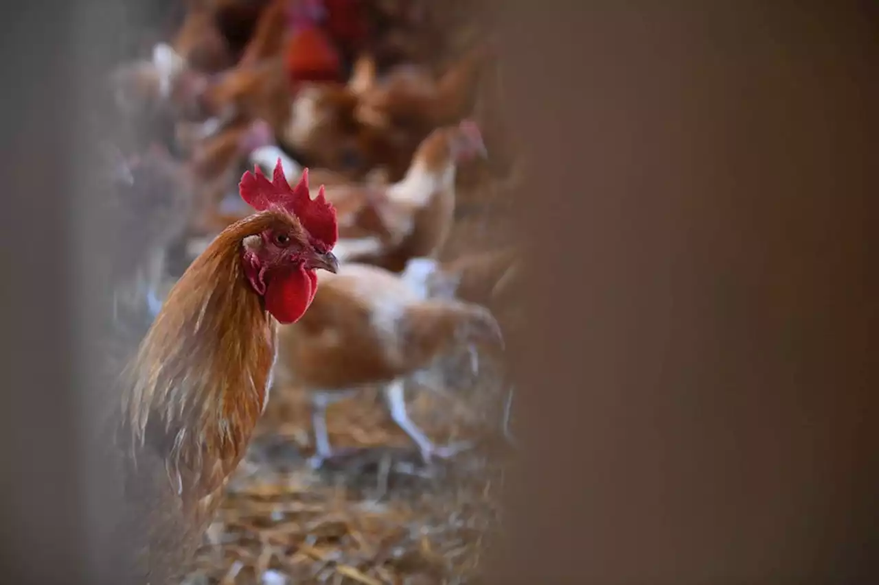 Grippe aviaire : levée de la zone réglementée autour d'un élevage contaminé dans le Tarn