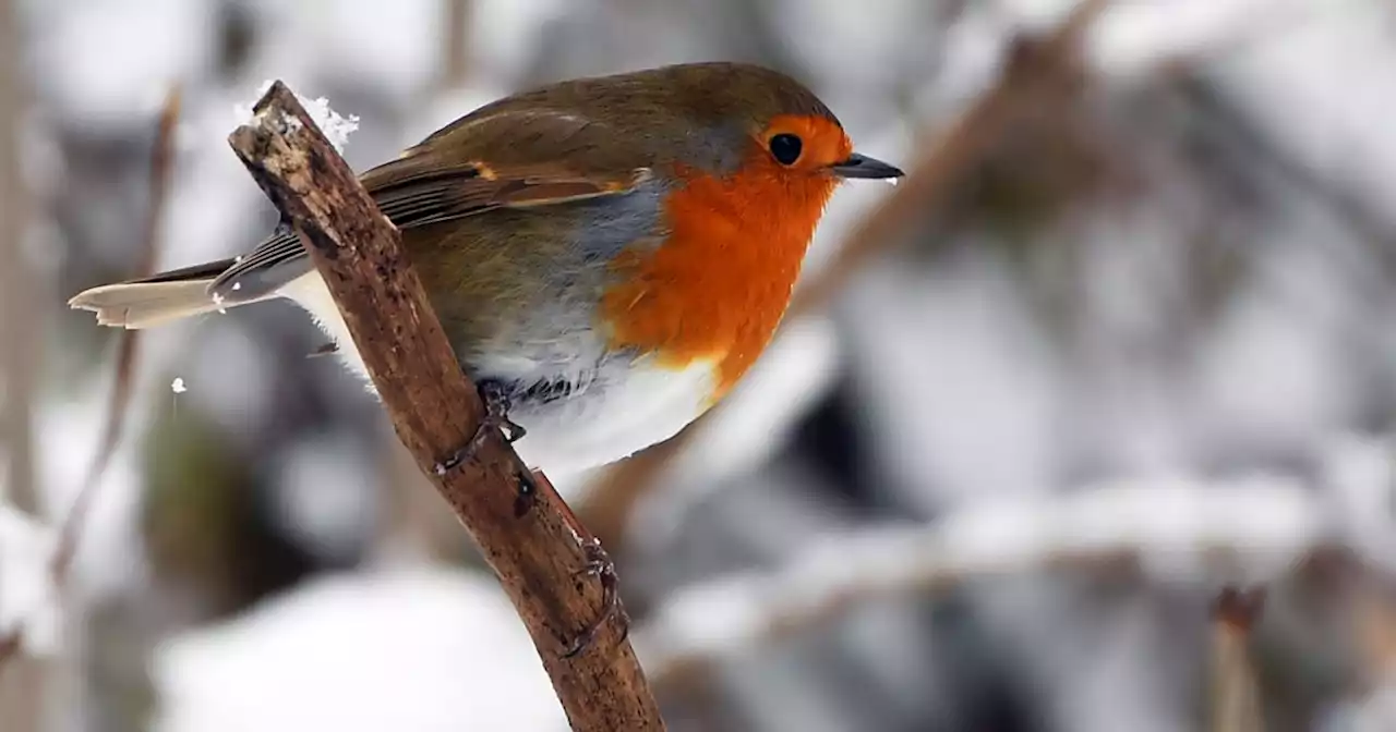 'White Christmas' forecast as Met Office issues snow and ice warning