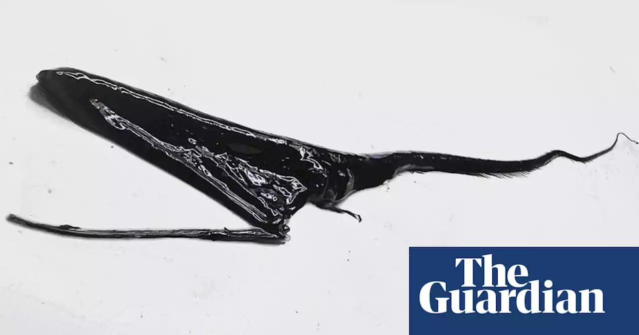 Discovered in the deep: the jaw-dropping gulper eel and its super-stretchy skin