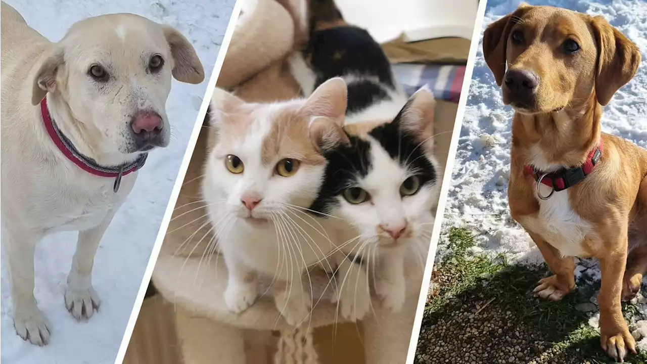 Heimatlose Tiere hoffen auf ein Weihnachtswunder