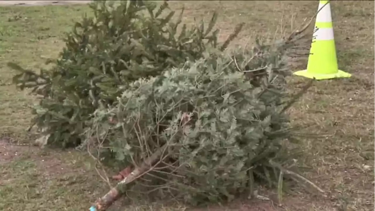 Recycle your Christmas tree, get free mulch through City of San Antonio drop-off centers