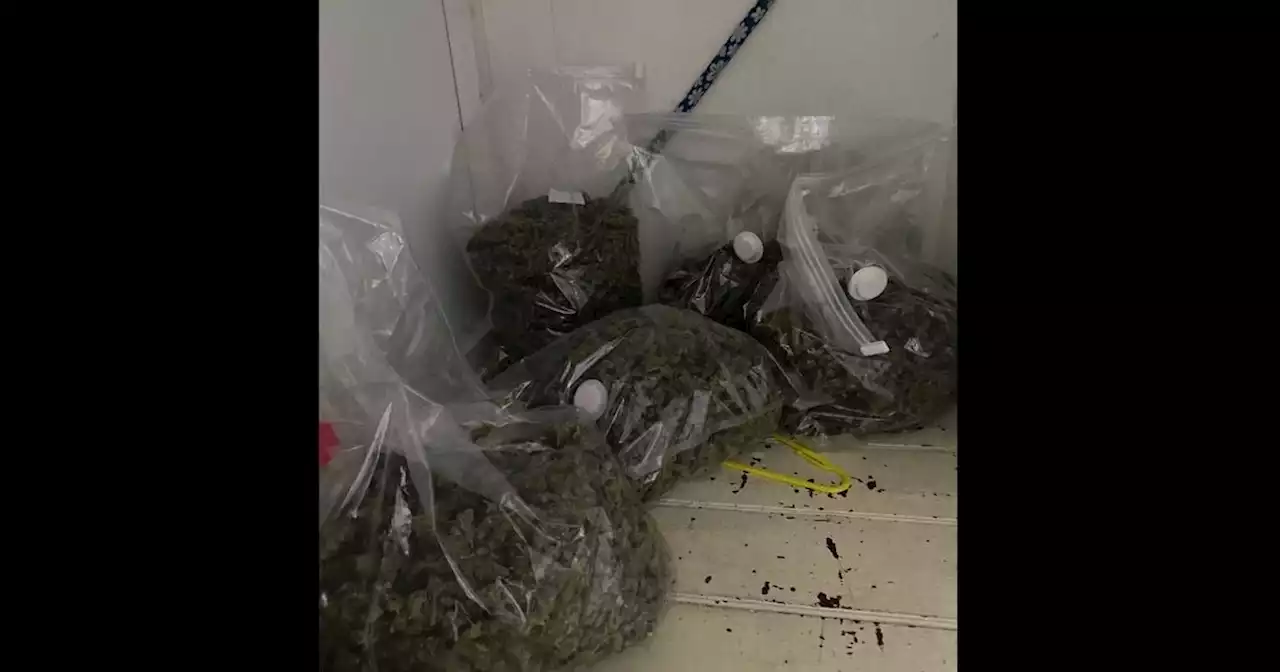 Cannabis worth £200k seized in police raid with two men arrested