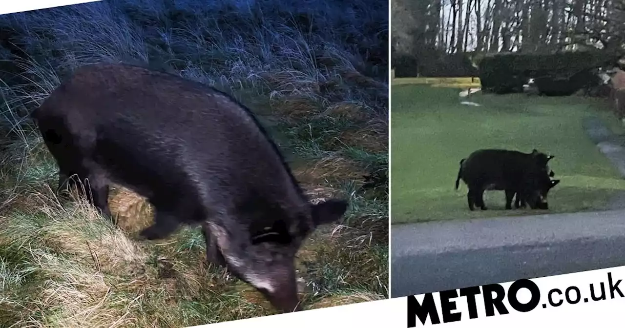 Pack of feral pigs on the loose scare residents in the dark