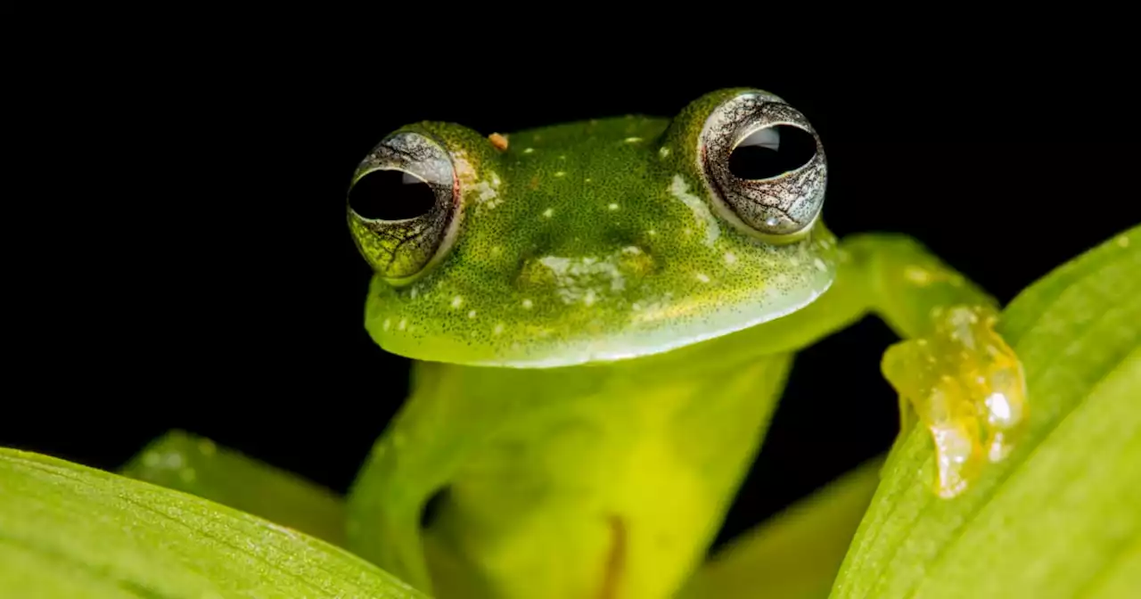 Glass act: Scientists reveal secrets of frog transparency