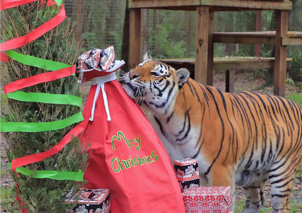 Carole Baskin's tiger unwraps and attacks Christmas presents