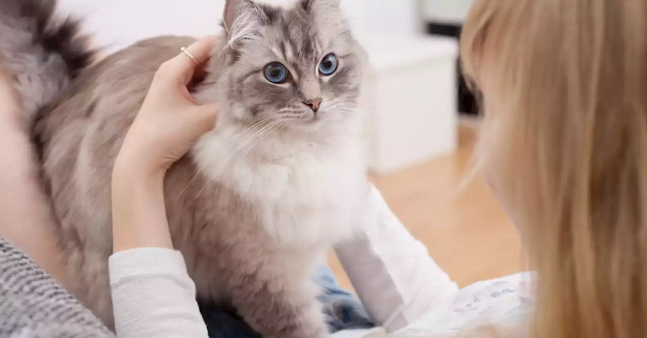 Are Cats Actually Easy Pets?