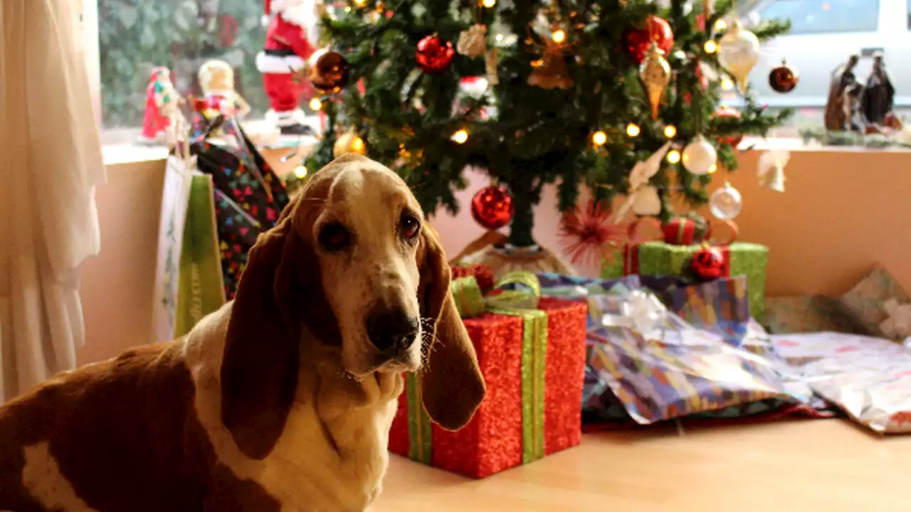 Ricette di Natale per cani e gatti