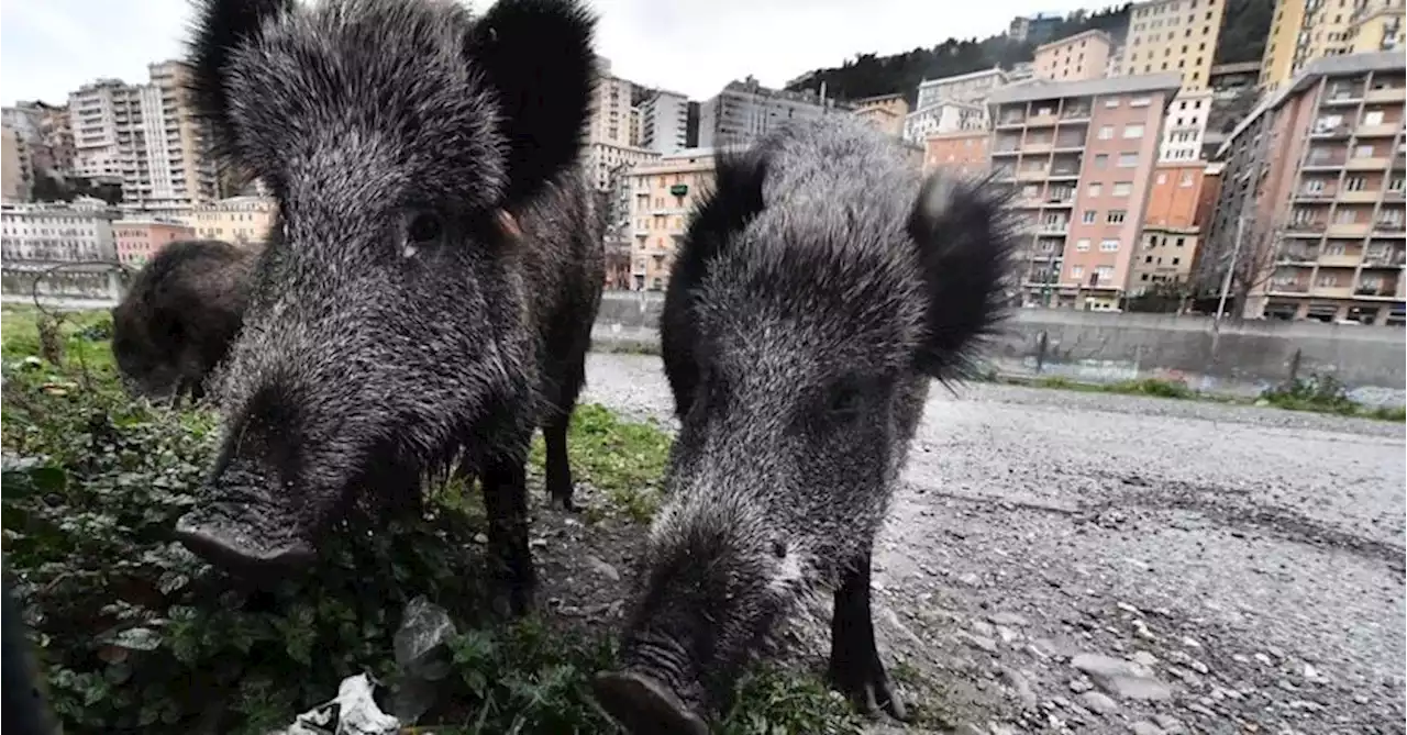 Cinghiali in città, via libera alla caccia, ma con corso di formazione e supervisione