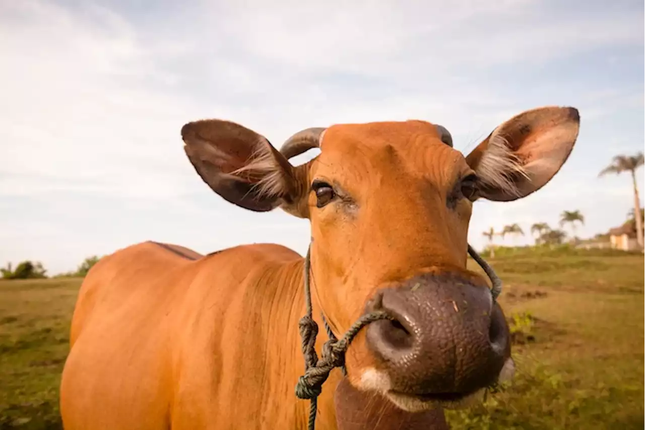 Cerita Kali Pertama Virus LSD Serang Sapi-Sapi di Andong Boyolali