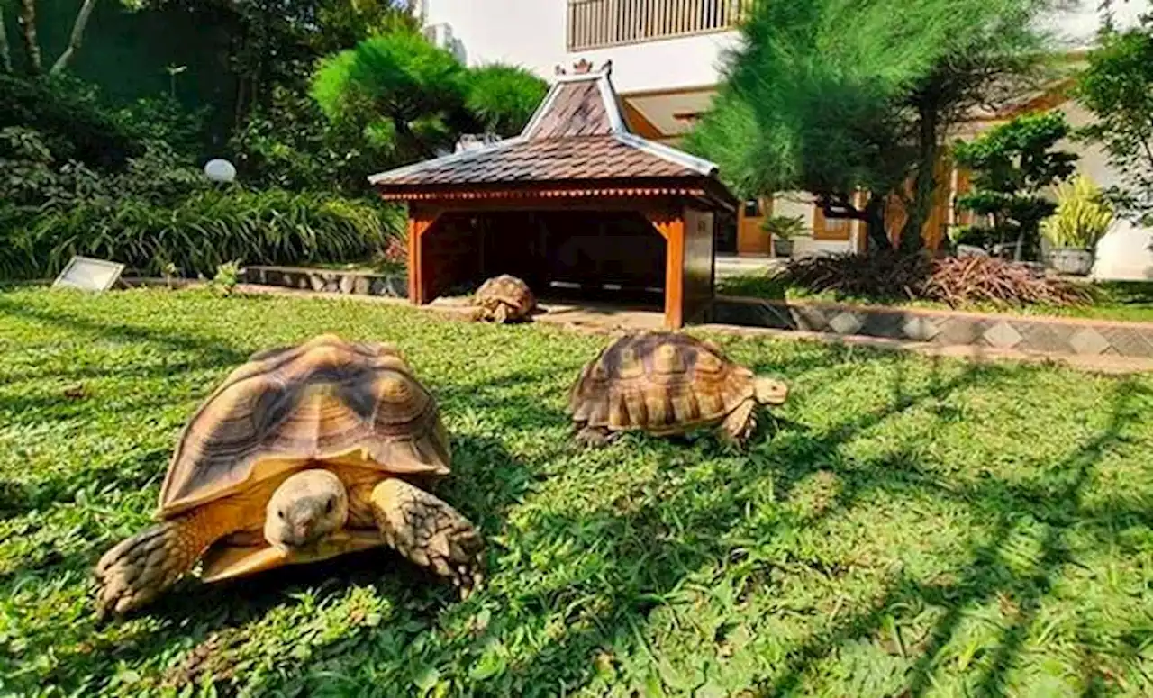 Gibran Hibahkan 8 Kura-Kura Koleksinya ke TSTJ Solo, Pengunjung Bisa Beri Makan