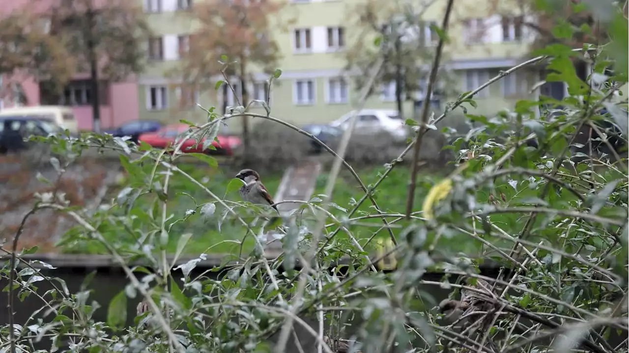 „Wollen uns das Vertrauen wieder ergärtnern“: Berliner Bezirk holzt aus Versehen zu viele Hecken ab