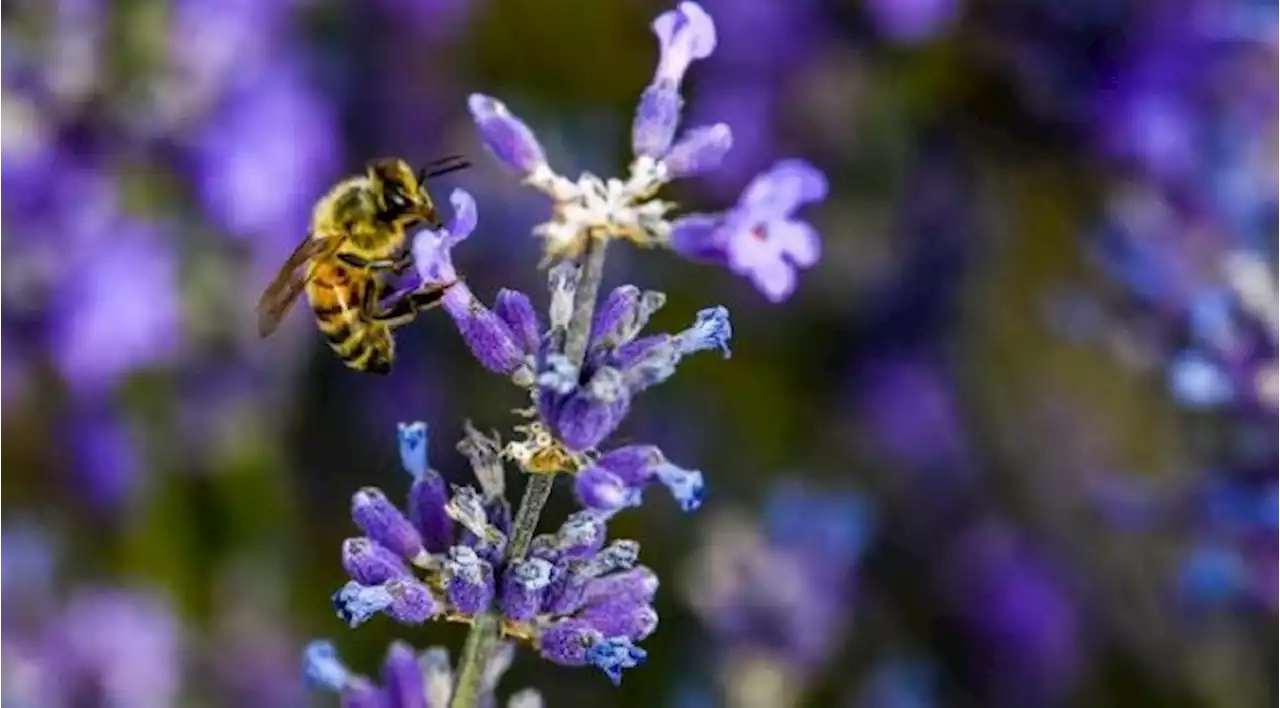 Bunga Lavender, Manfaat Olahan Ekstraknya untuk Apa Saja?