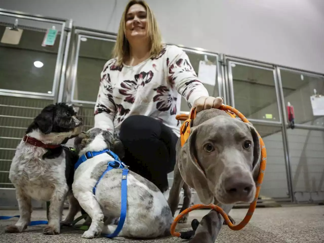 'Worse than COVID': Pet charity says demand for food nearly doubled in 2022