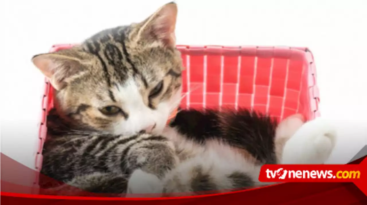 Sering Dianggap Sebagai Benda Cair, Ternyata Inilah yang Membuat Tubuh Kucing Sangat Fleksibel