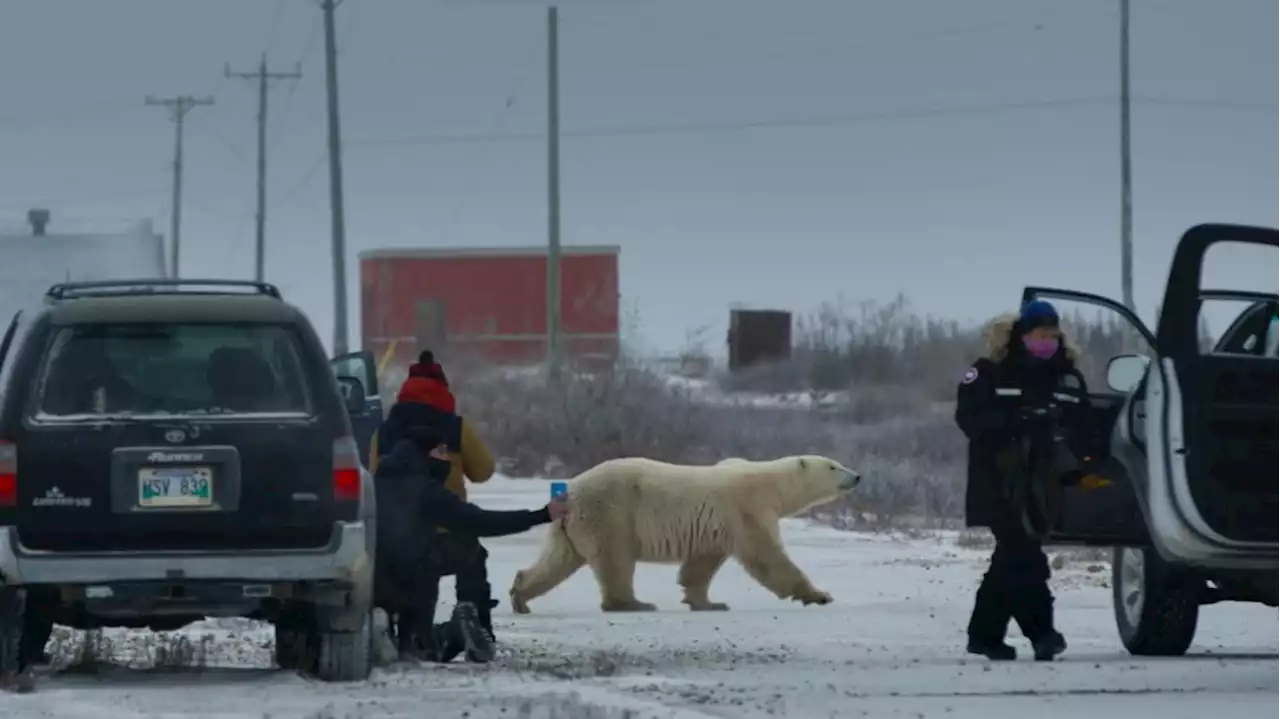 Oscar Predictions: Documentary Short – A Category Stacked With Heartfelt Tales, Polar Bears and Linsanity