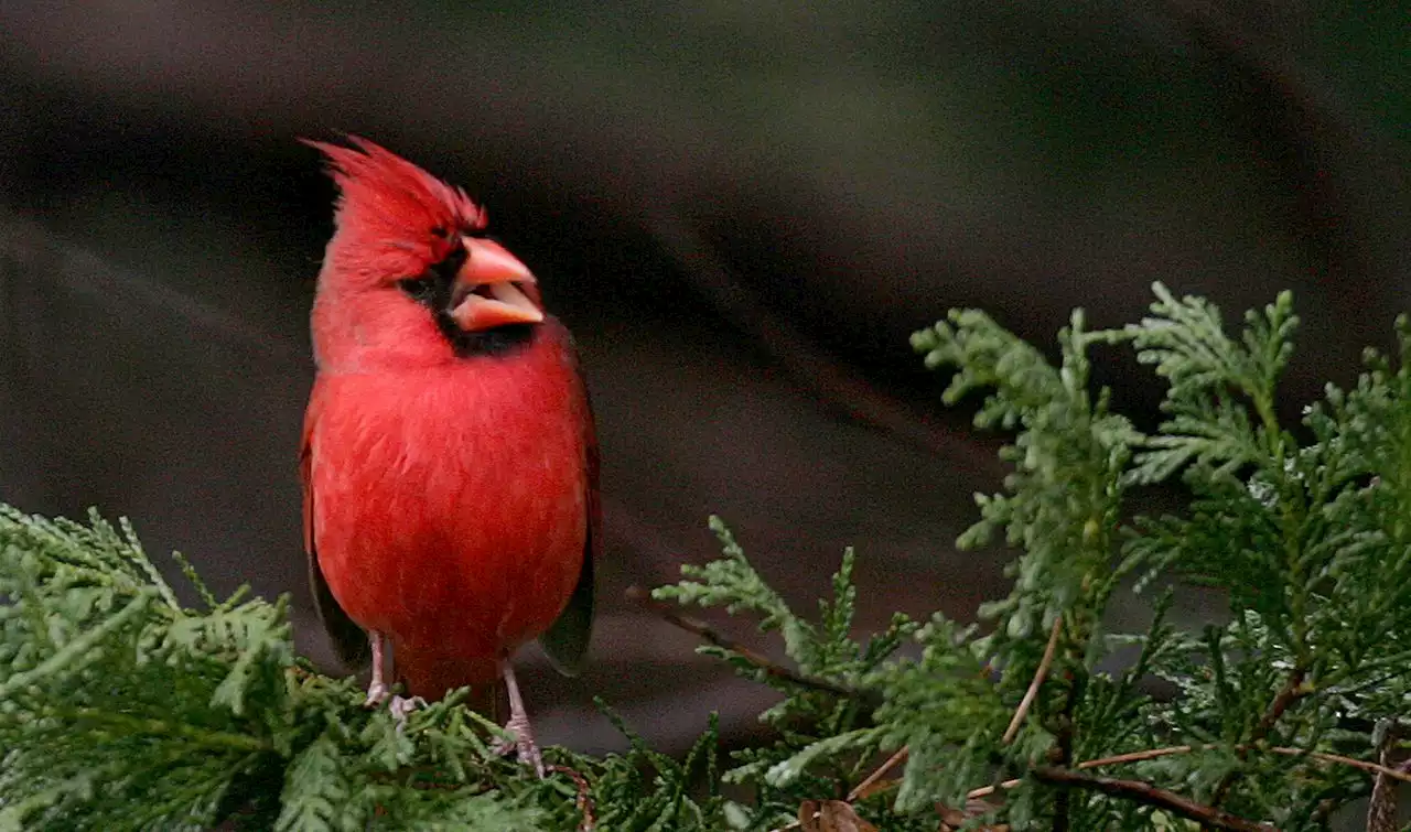 Here are the 10 birds most commonly spotted in Alabama