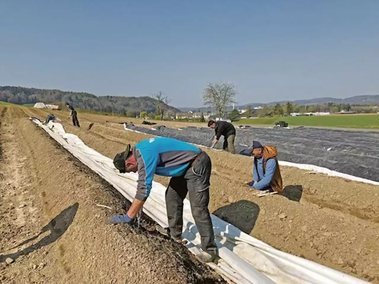 Luzern hat einen neuen Normalarbeitsvertrag Landwirtschaft - bauernzeitung.ch