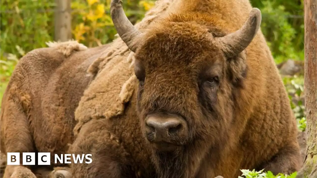 European bison herd joined by bull at Wilder Blean Woods