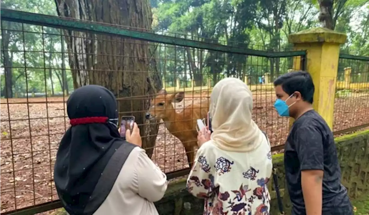 Jelang Natal, Puluhan Ribu pengunjung Ramaikan Ragunan