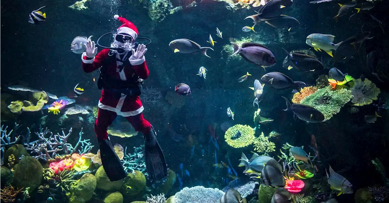 Not Just Reindeer: These Santas Are Spreading Holiday Cheer With Animals Around The World