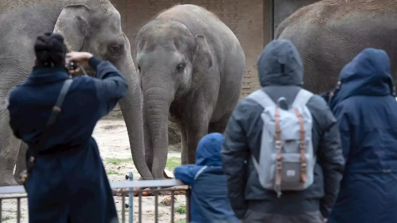 Zoo nach Vogelgrippe-Fall wieder geöffnet